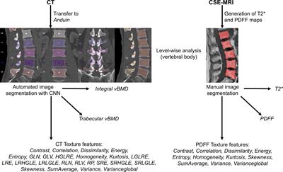 Texture Analysis Using CT and Chemical Shift Encoding-Based Water-Fat MRI Can Improve Differentiation Between Patients With and Without Osteoporotic Vertebral Fractures